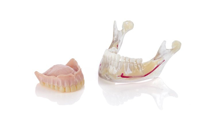 Full Denture Maxillofacial Model Group Dental.jpg